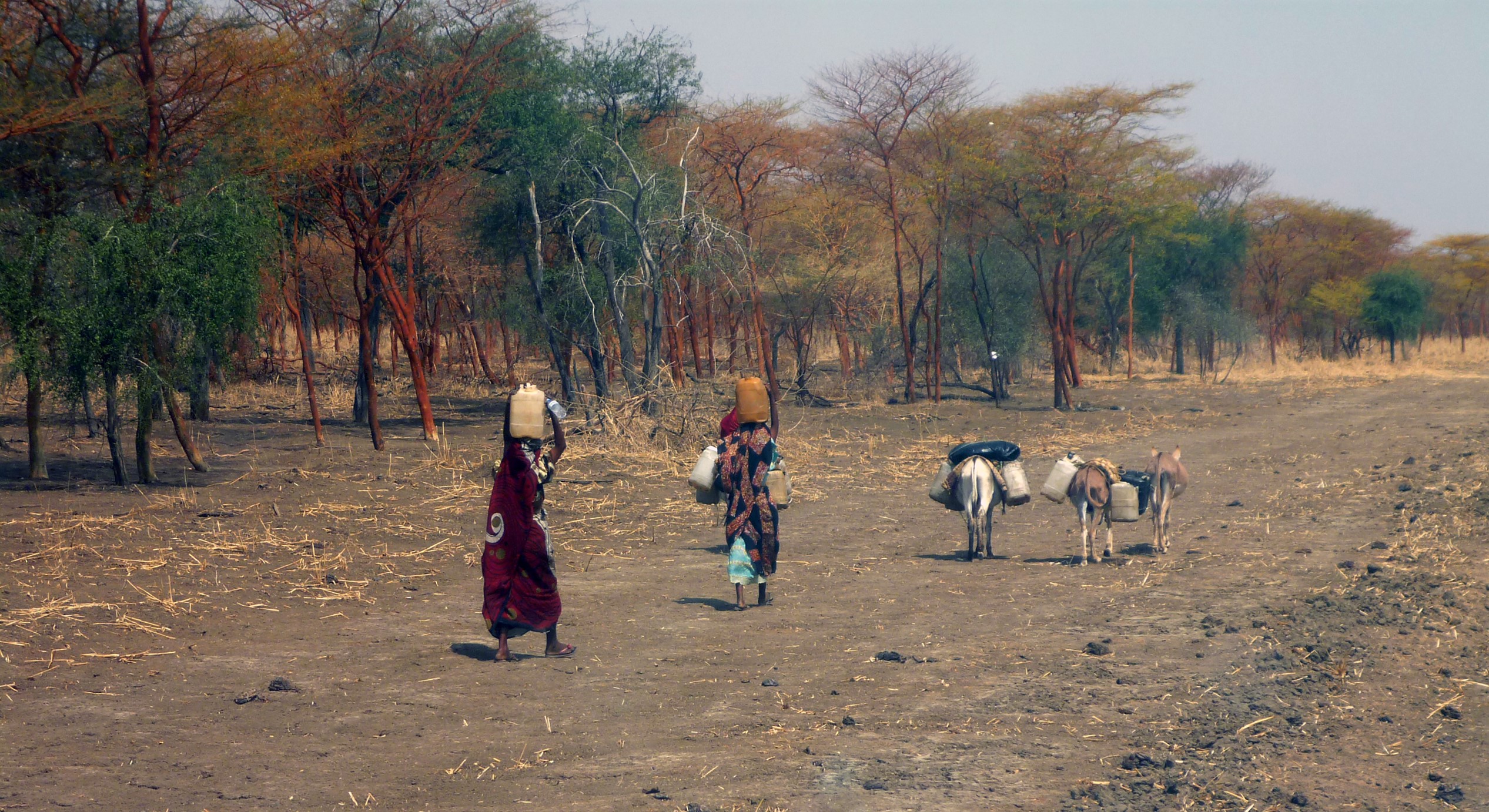 حرب السودان: النساء بين سندان سلاح الجوع والعنف الجنسي - نعمات كوكو